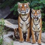 Best Equipment for Wildlife Photography
